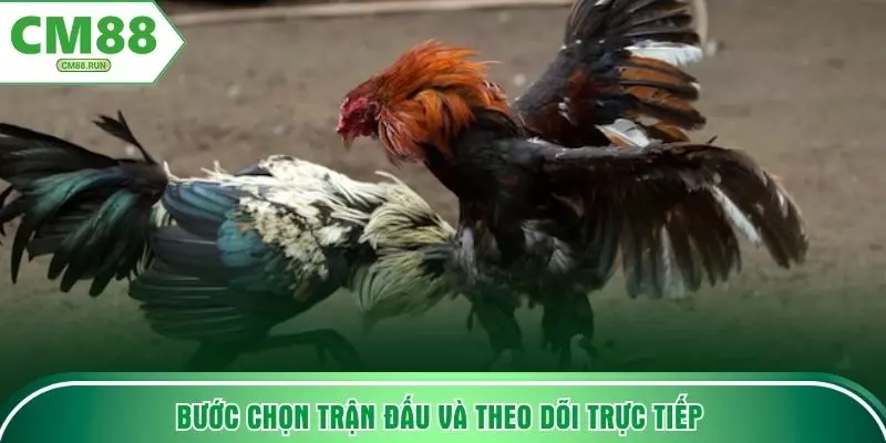 Bước chọn trận đấu và theo dõi trực tiếp 