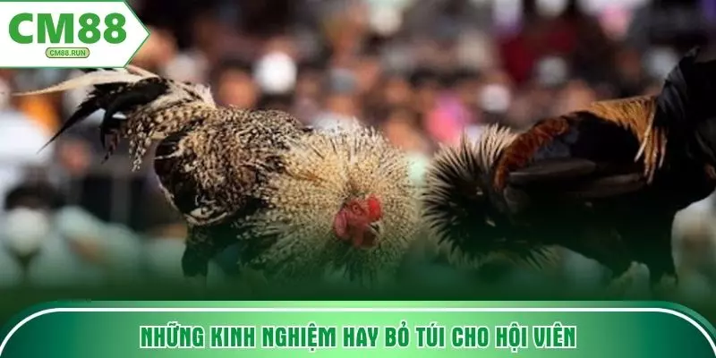 Những kinh nghiệm hay bỏ túi cho hội viên
