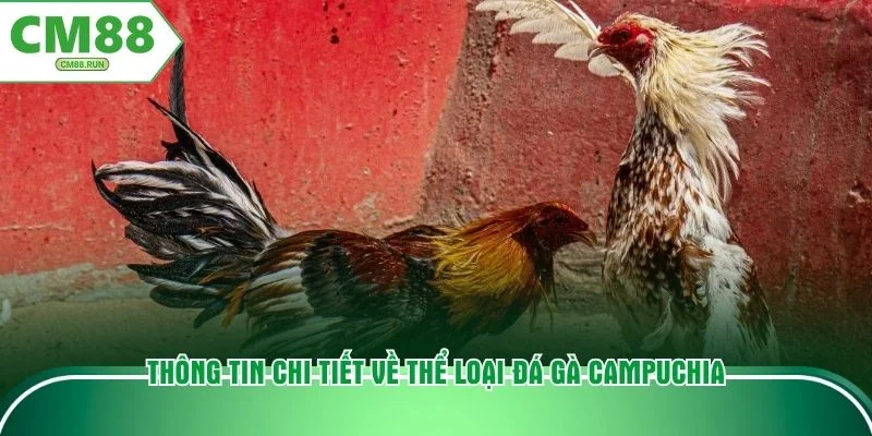Thông tin chi tiết về thể loại đá gà Campuchia